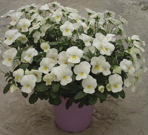 foto van een variëteit aan bloemen, te gebruiken als: Pot - en perkplant Viola cornuta Velocity White
