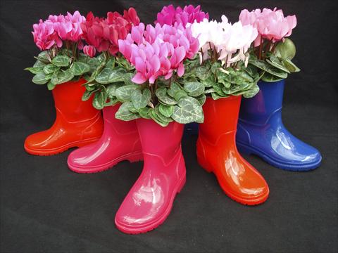 foto van een variëteit aan bloemen, te gebruiken als: Potplant, patioplant, korfplant Cyclamen persicum Super Serie® Verano® F1 Boots
