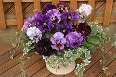 foto van een variëteit aan bloemen, te gebruiken als: Snijbloemen Viola wittrockiana Moulin Rouge Mix