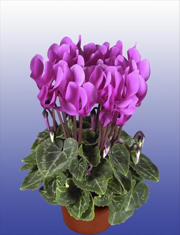 foto van een variëteit aan bloemen, te gebruiken als: Potplant, patioplant, korfplant Cyclamen persicum Super Serie® Verano® F1 Light Violet
