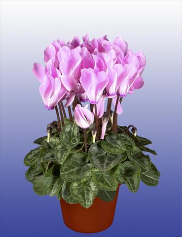 foto van een variëteit aan bloemen, te gebruiken als: Potplant, patioplant, korfplant Cyclamen persicum Super Serie® Verano® F1 Neon Flamed