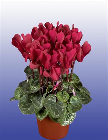 foto van een variëteit aan bloemen, te gebruiken als: Potplant, patioplant, korfplant Cyclamen persicum Super Serie® Verano® F1 Wine Red