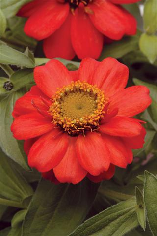 foto van een variëteit aan bloemen, te gebruiken als: Pot - en perkplant Zinnia marylandica Zahara Scarlet