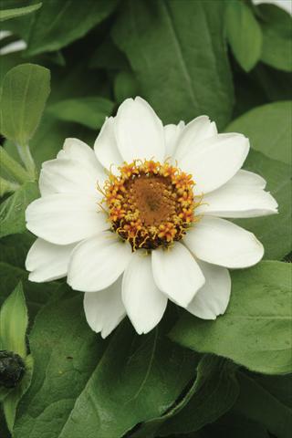 foto van een variëteit aan bloemen, te gebruiken als: Pot - en perkplant Zinnia marylandica Zahara White