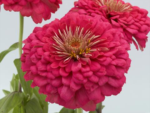photo of flower to be used as: Bedding / border plant Zinnia elegans Eldorado rose