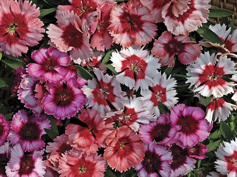 foto van een variëteit aan bloemen, te gebruiken als: Pot - en perkplant Dianthus chinensis Super Parfait Mix