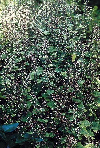 foto van een variëteit aan bloemen, te gebruiken als: Perkplant / Borders Tiarella polyphylla Filigran