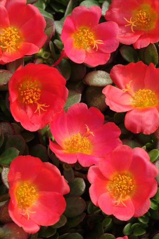 foto van een variëteit aan bloemen, te gebruiken als: Pot - en perkplant Portulaca Toucan Scarlet Shades