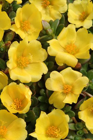 foto van een variëteit aan bloemen, te gebruiken als: Pot - en perkplant Portulaca Toucan Yellow