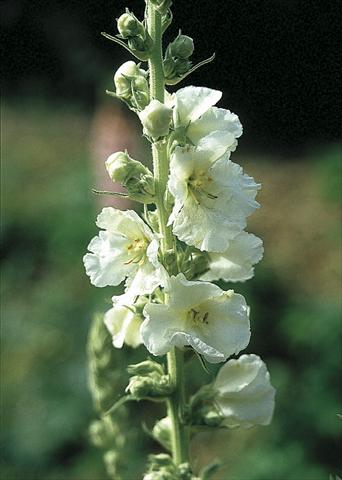 foto van een variëteit aan bloemen, te gebruiken als: Perkplant / Borders Verbascum hybridum Spica