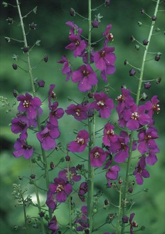foto van een variëteit aan bloemen, te gebruiken als: Perkplant / Borders Verbascum phoeniceum Violetta
