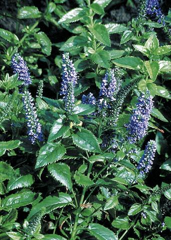 foto van een variëteit aan bloemen, te gebruiken als: Perkplant, potplant of korfplant Veronica subsessilis Blue Pyramid