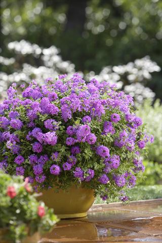 foto van een variëteit aan bloemen, te gebruiken als: Perkplant, potplant of korfplant Verbena Tapien® Purple