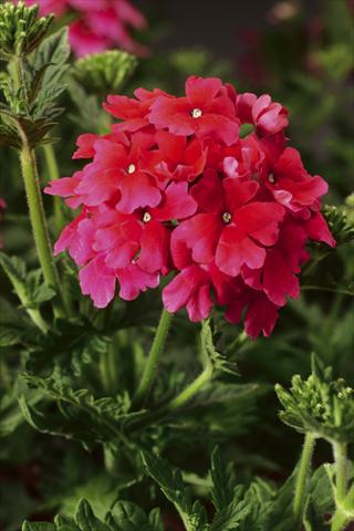 foto van een variëteit aan bloemen, te gebruiken als: Potplant, perkplant, patioplant, korfplant Verbena Lanai® Strawberry and Cream
