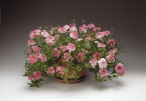 foto van een variëteit aan bloemen, te gebruiken als: Potplant, perkplant, patioplant, korfplant Verbena Lanai® Sweet Stripe