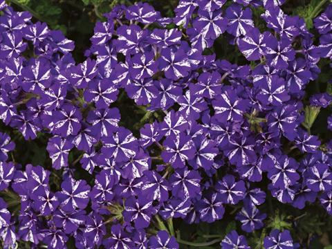 foto van een variëteit aan bloemen, te gebruiken als: Potplant, perkplant, patioplant, korfplant Verbena Lanai® Purple Star