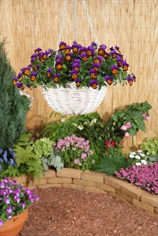 foto van een variëteit aan bloemen, te gebruiken als: Potplant, perkplant, patioplant, korfplant Viola x williamsii F.1 Four Seasons Bronze Purple F1