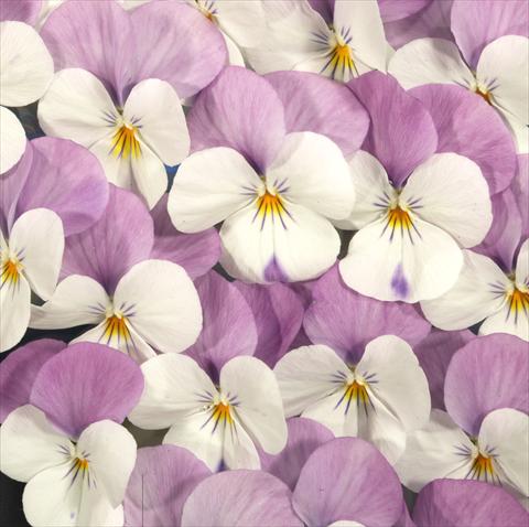 foto van een variëteit aan bloemen, te gebruiken als: Potplant, perkplant, patioplant Viola x williamsiana Floral Power White Rose Wing F1