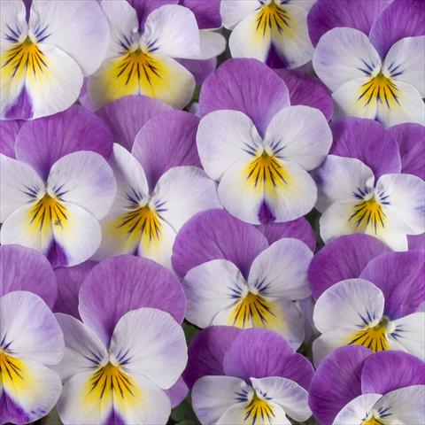 foto van een variëteit aan bloemen, te gebruiken als: Potplant, perkplant, patioplant Viola x williamsiana Floral Power Super Rose Wing F1