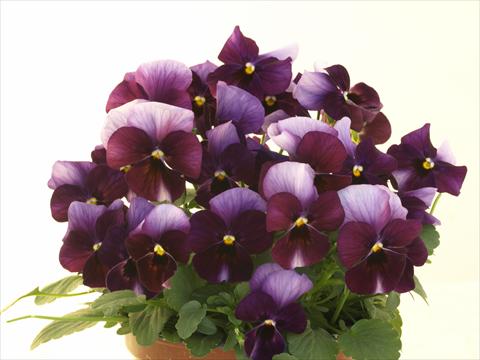 foto van een variëteit aan bloemen, te gebruiken als: Pot - en perkplant Viola cornuta Caramel Innocence Donna