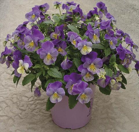 foto van een variëteit aan bloemen, te gebruiken als: Pot - en perkplant Viola cornuta Velocity Yellow Eye