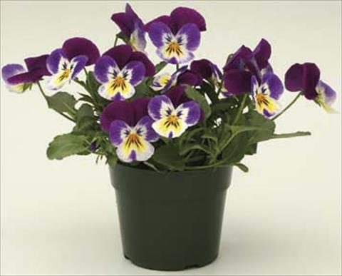 foto van een variëteit aan bloemen, te gebruiken als: Pot - en perkplant Viola cornuta Velocity Purple
