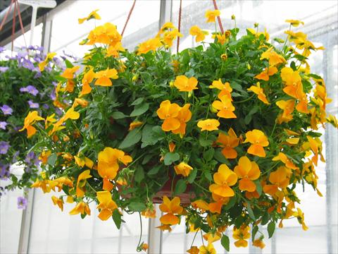 foto van een variëteit aan bloemen, te gebruiken als: Patioplant, korfplant Viola hybrida Friolina® Cascadiz Orange
