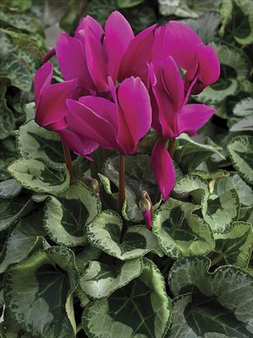 foto van een variëteit aan bloemen, te gebruiken als: Pot - en perkplant Cyclamen persicum Winter Ice Purple