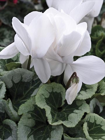 foto van een variëteit aan bloemen, te gebruiken als: Pot - en perkplant Cyclamen persicum Winter Ice White