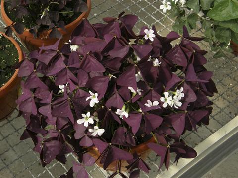 foto van een variëteit aan bloemen, te gebruiken als: Pot - en perkplant Oxalis Xalis Burgundy Wine