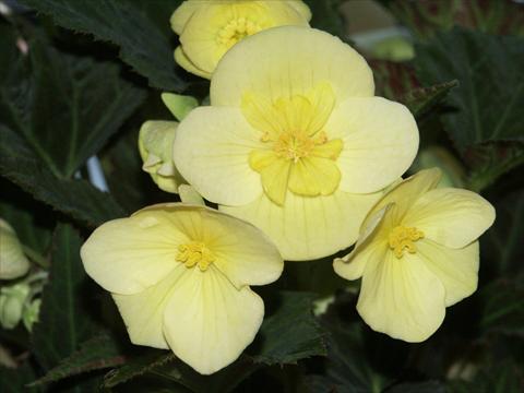 foto van een variëteit aan bloemen, te gebruiken als: Potplant, perkplant, patioplant, korfplant Begonia boliviensis Yellow Desire