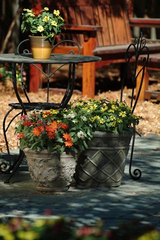 foto van een variëteit aan bloemen, te gebruiken als: Pot - en perkplant Zinnia marylandica Zahara Series