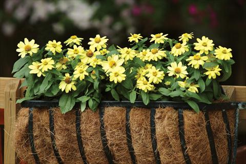 foto van een variëteit aan bloemen, te gebruiken als: Pot - en perkplant Zinnia marylandica Zahara Yellow
