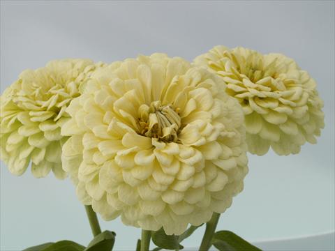 foto van een variëteit aan bloemen, te gebruiken als: Perkplant / Borders Zinnia elegans Eldorado cream