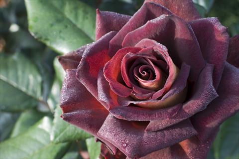 foto van een variëteit aan bloemen, te gebruiken als: Perkplant / Borders Rosa Tea Black Gold®