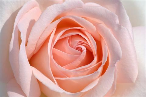 foto van een variëteit aan bloemen, te gebruiken als: Snijbloemen Rosa Tea PRETTY WOMAN® var. Meitroni
