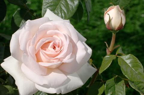 foto van een variëteit aan bloemen, te gebruiken als: Snijbloemen Rosa Tea PRETTY WOMAN® var. Meitroni