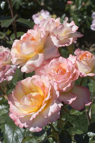foto van een variëteit aan bloemen, te gebruiken als: Snijbloemen Rosa Tea Virna Lisi®