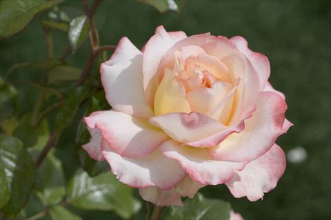 foto van een variëteit aan bloemen, te gebruiken als: Snijbloemen Rosa Tea Virna Lisi®