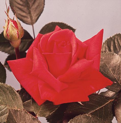 foto van een variëteit aan bloemen, te gebruiken als: Snijbloemen Rosa Tea Baccara®