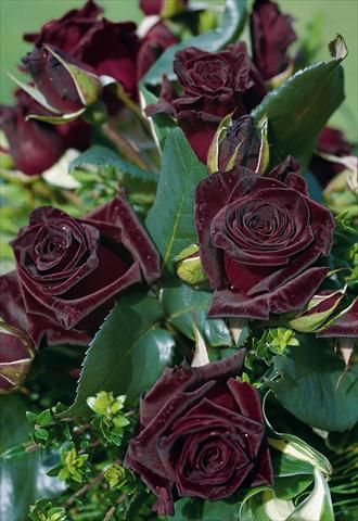 foto van een variëteit aan bloemen, te gebruiken als: Snijbloemen Rosa Tea Black Baccara®