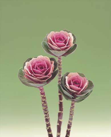 foto van een variëteit aan bloemen, te gebruiken als: Snijbloemen Brassica oleracea Pink Crane F1