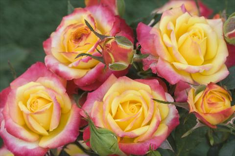 foto van een variëteit aan bloemen, te gebruiken als: Perkplant / Borders Rosa floribunda Flame Meillandina®
