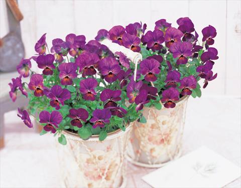 foto van een variëteit aan bloemen, te gebruiken als: Perkplant / Borders Viola cornuta Gem Plum Antique F1