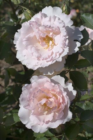 foto van een variëteit aan bloemen, te gebruiken als: Perkplant / Borders Rosa rampicante Gpt Nirvana®