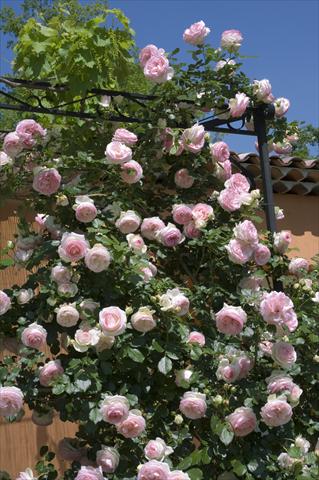 foto van een variëteit aan bloemen, te gebruiken als: Pot - en perkplant Rosa rampicante Pierre de Ronsard Gpt ©