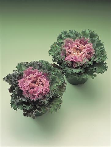 foto van een variëteit aan bloemen, te gebruiken als: Perkplant / Borders Brassica oleracea Kamome F1 series
