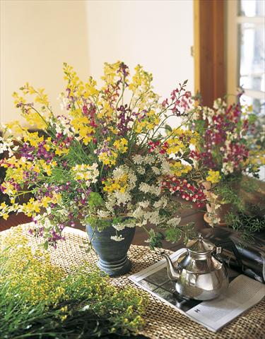 foto van een variëteit aan bloemen, te gebruiken als: Snijbloemen Linaria maroccana Lace series