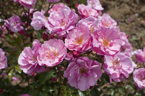 foto van een variëteit aan bloemen, te gebruiken als: Pot - en perkplant Rosa floribunda Lavender Meidiland®