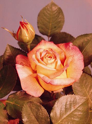 foto van een variëteit aan bloemen, te gebruiken als: Pot - en perkplant Rosa floribunda Mme A. Meilland®  (Gioia, Peace)